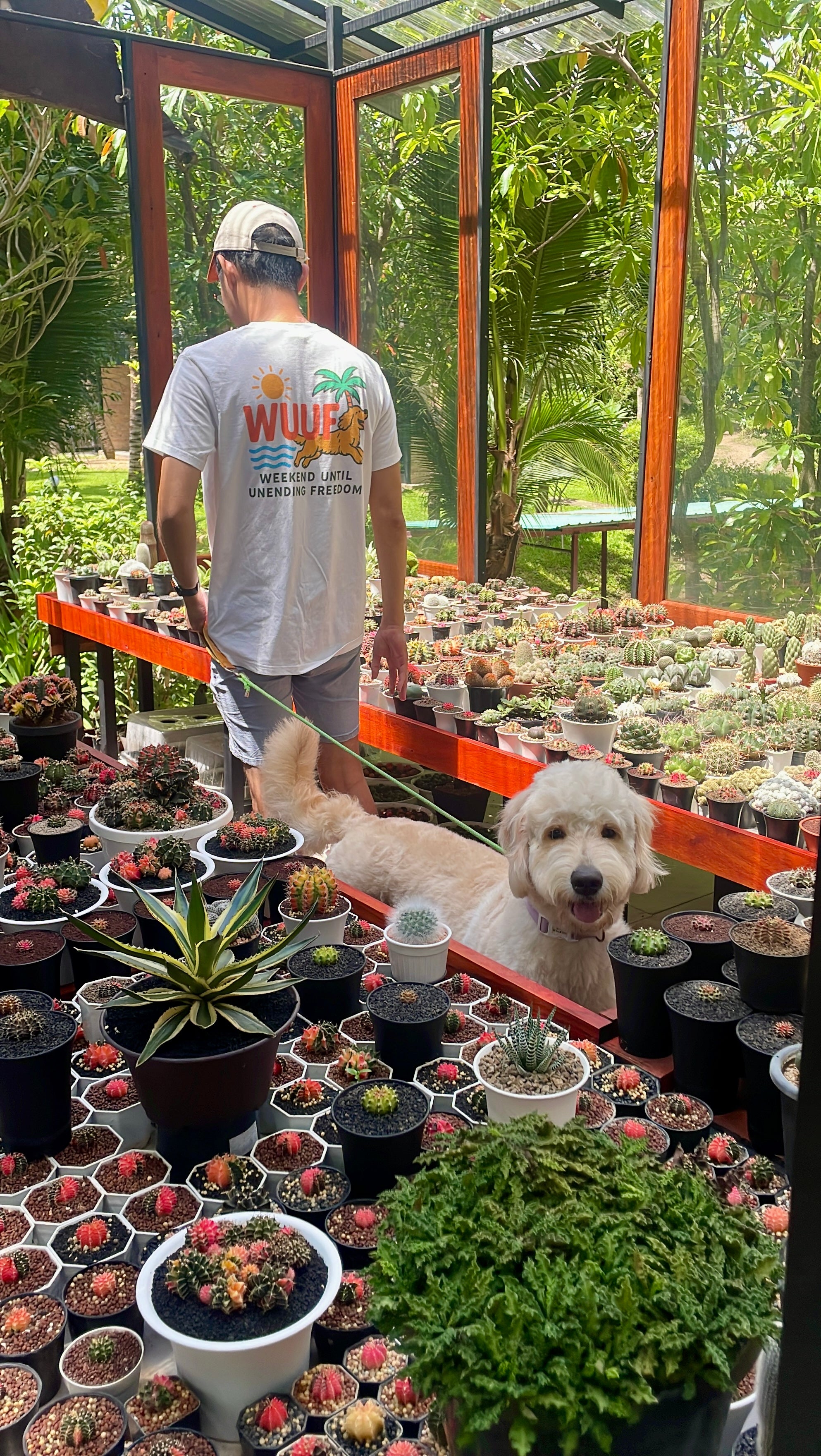 The Golden Tee: WUUF Original